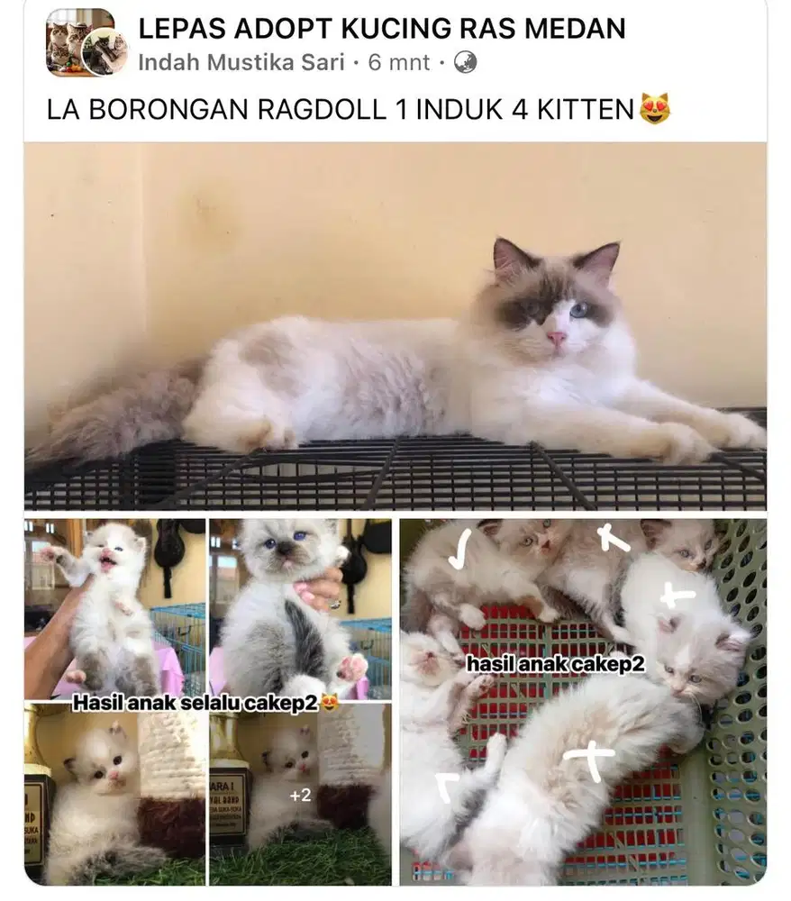 KUCING RAS RAGDOLL