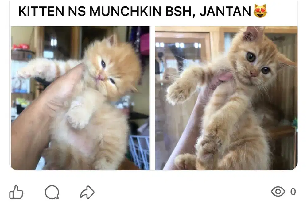 KUCING RAS NS MUNCHKIN BSH