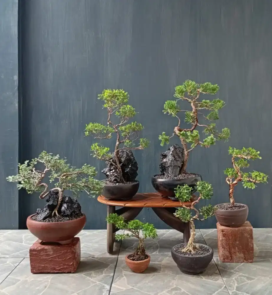 Bonsai mini cantik siap pajang