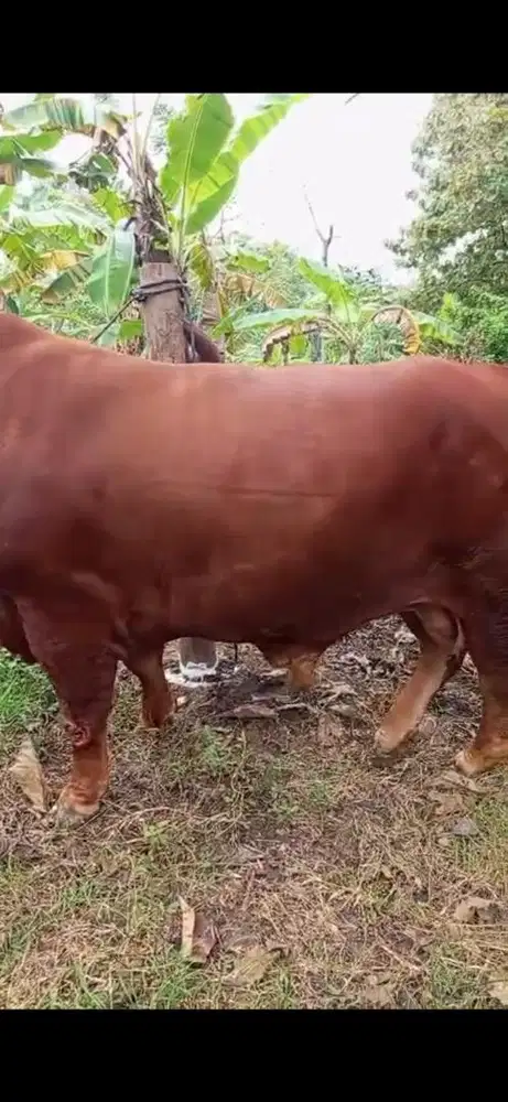 SAPI QURBAN | SAPI KURBAN JUMBO