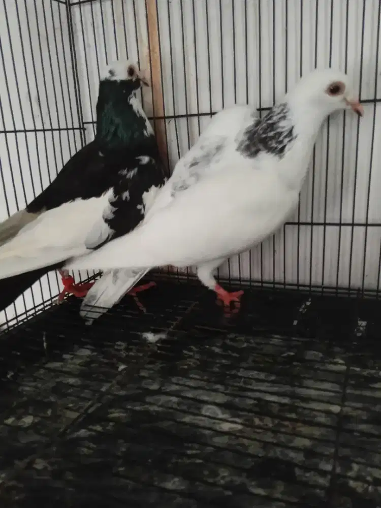 Sepasang merpati Pos blangtong