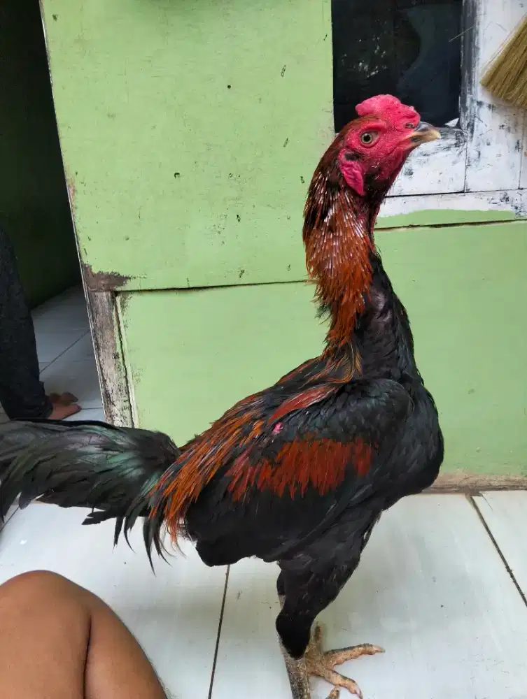 Ayam Bangkok x mangon