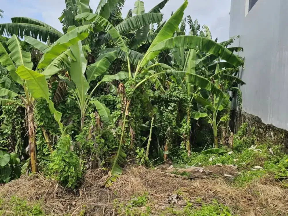 Jarang Ada Dijual Kavling Area Canggu Bali Siap Bangun Villa atau Kos