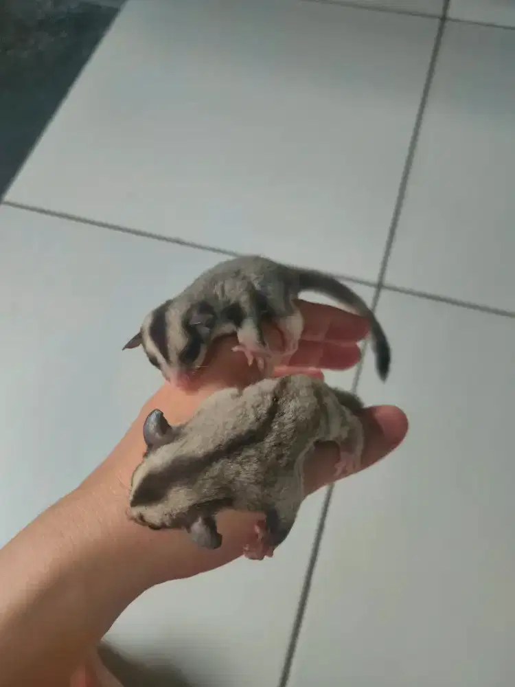 Sugar glider joey
