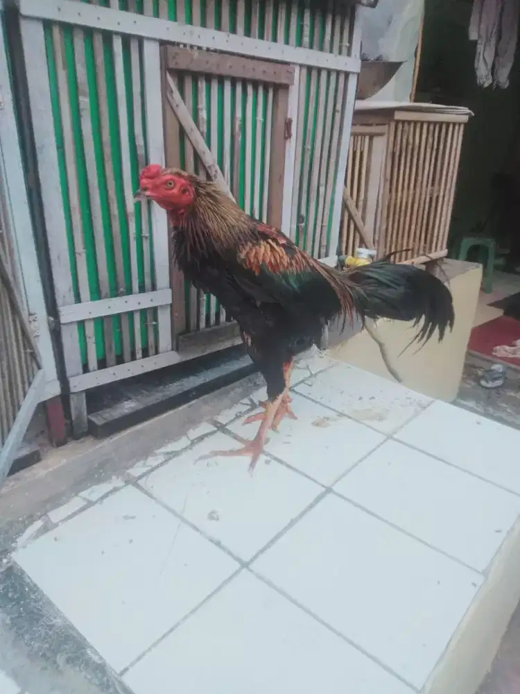 Ayam Bangkok rapih mabung