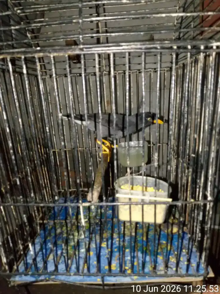 burung jalak kebo dan bonus kandang besi