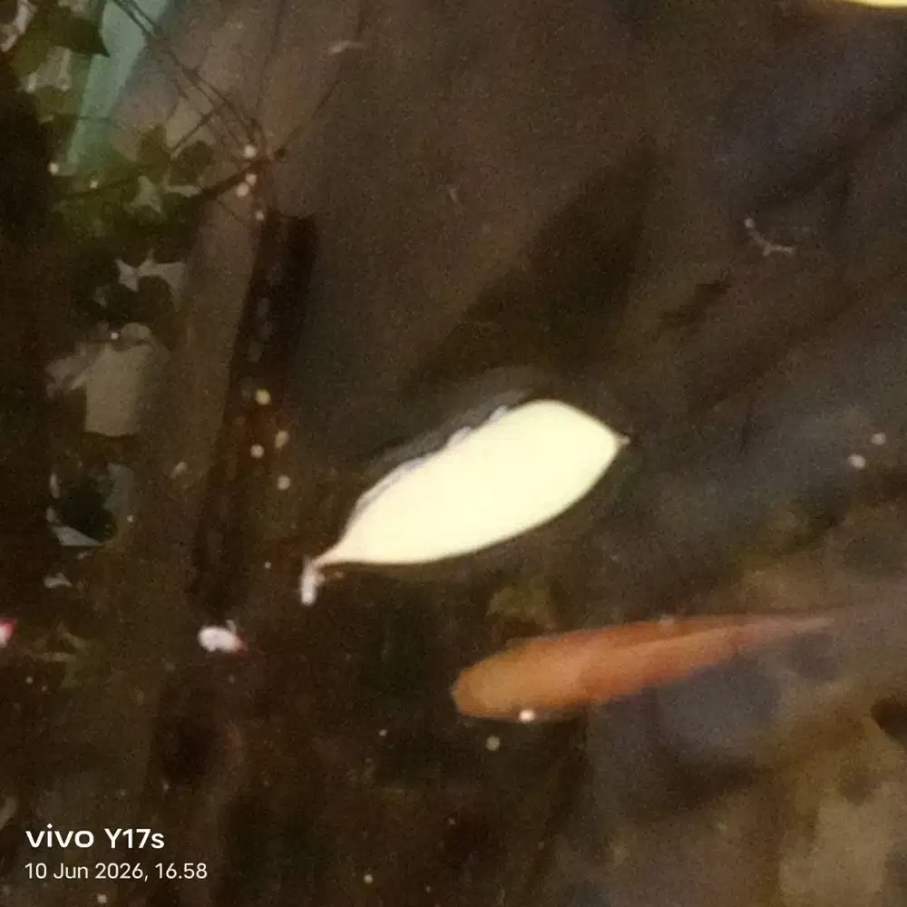 Ikan nila kumpay