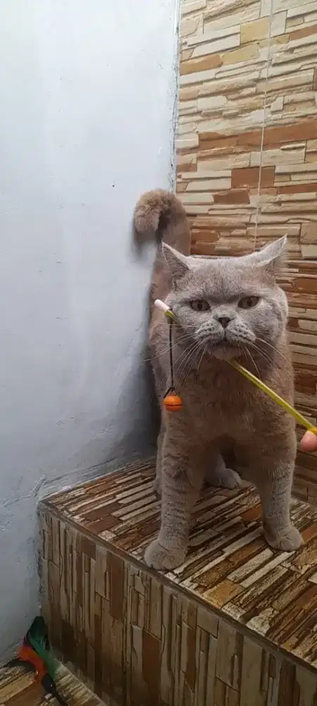 British shorthair jago kawin