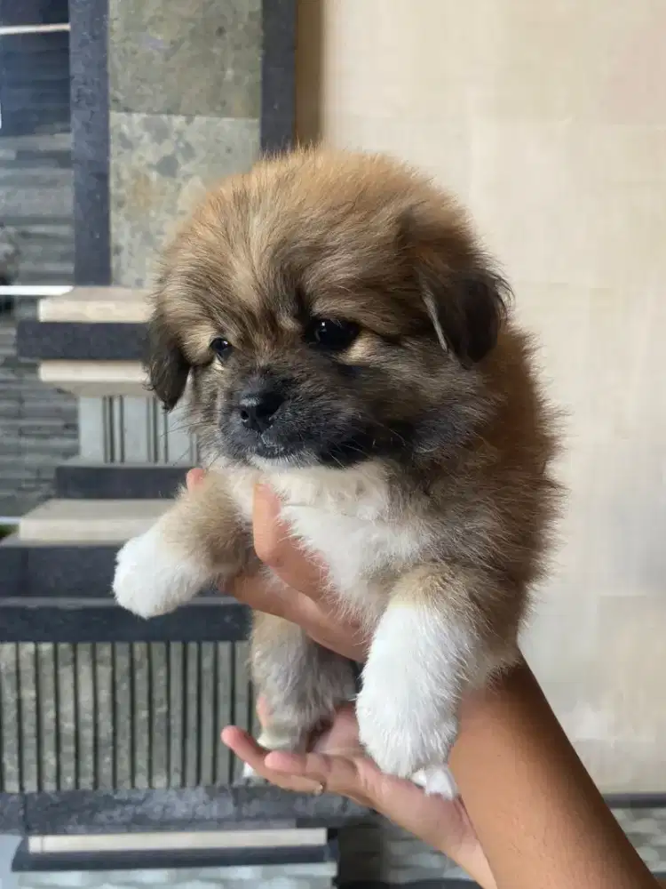 Shihtzu Anakan mix