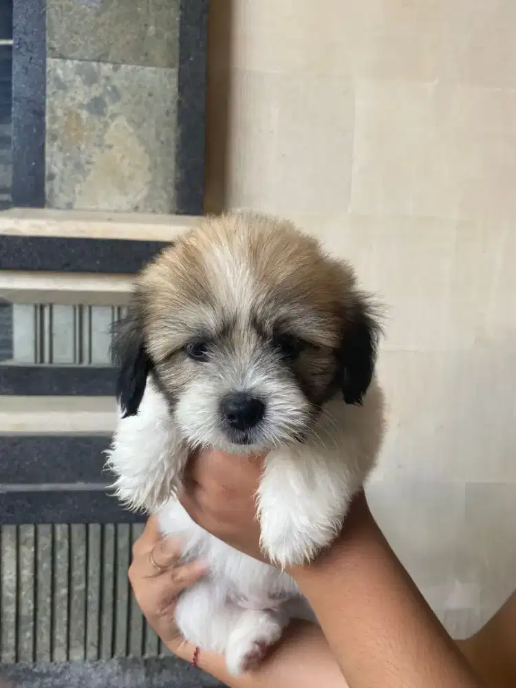 Shihtzu Anakan Putih