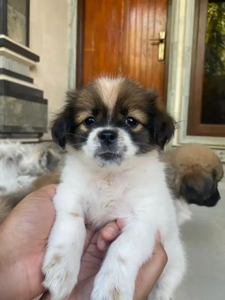 Shihtzu Anakan 2 bulan