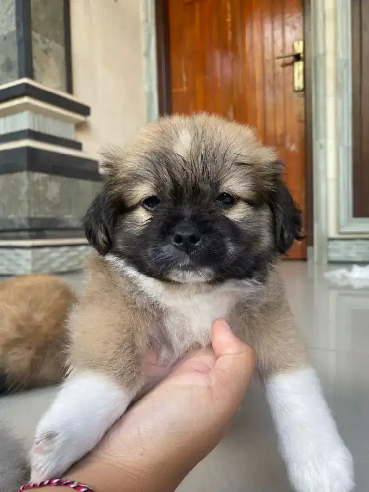 Shihtzu anakan 2 bulan