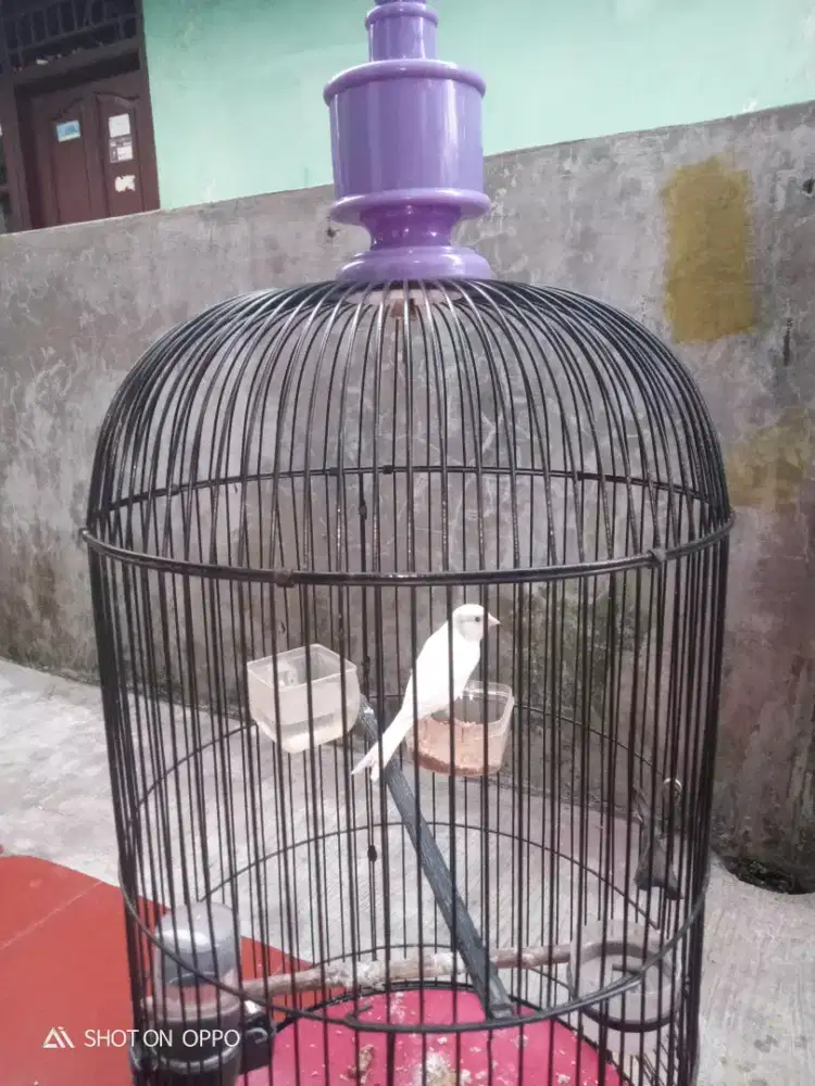 Kenari pocong gacor