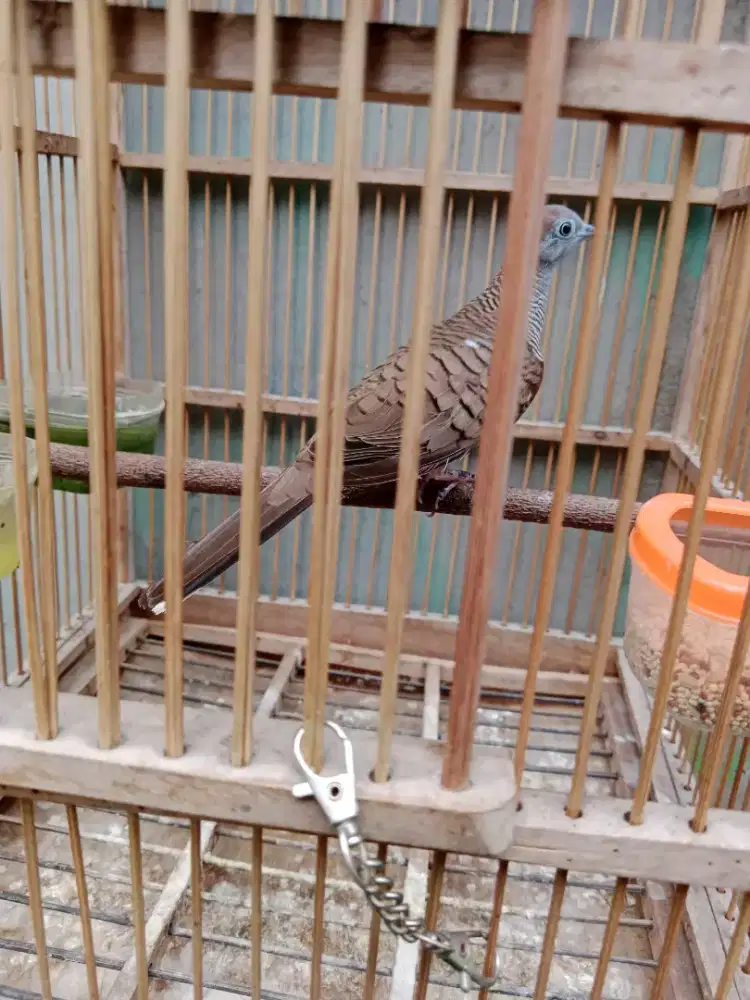 Burung perkutut lokal alam