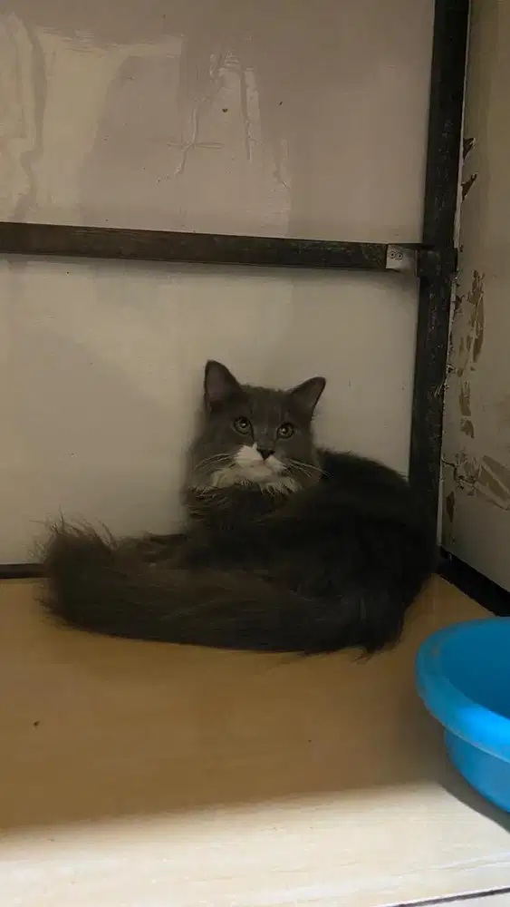 Kitten persia longhair