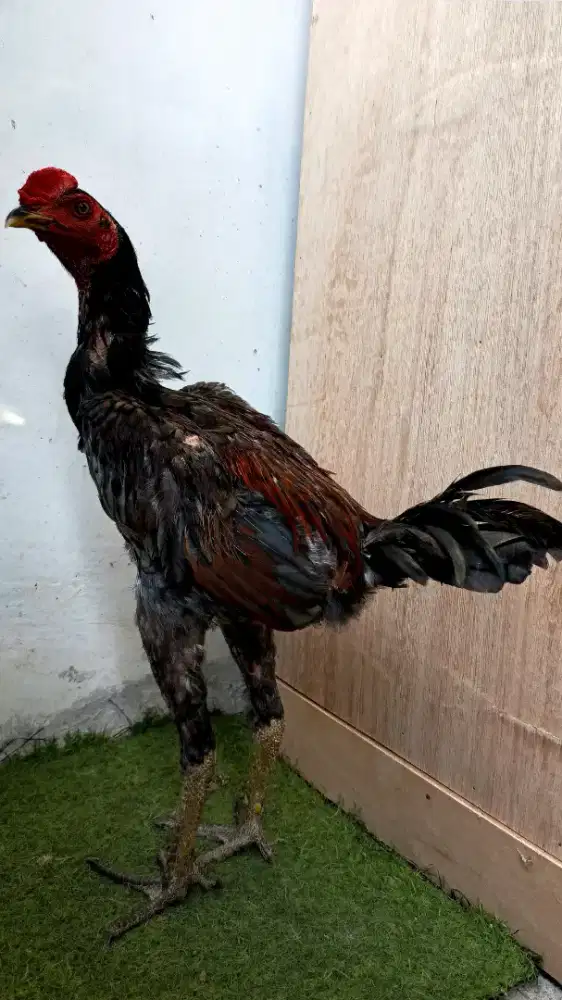 Ayam Pama IQ muda