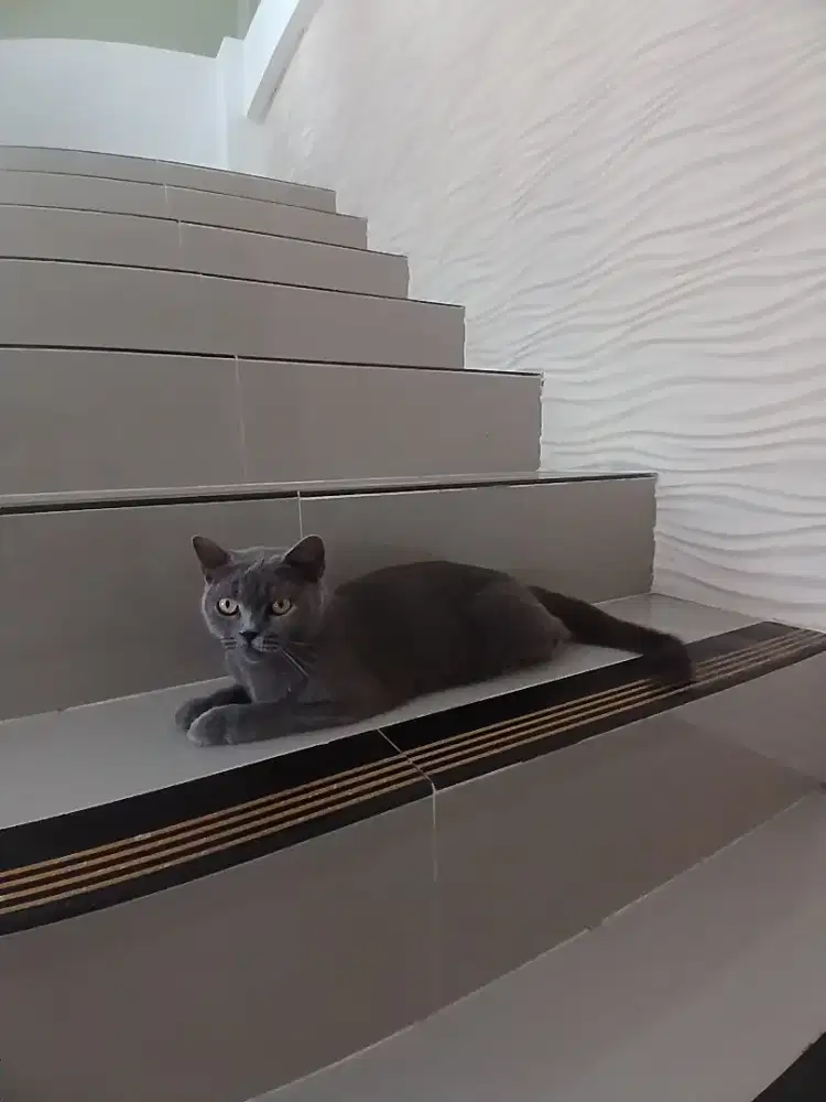 Kucing bsh betina