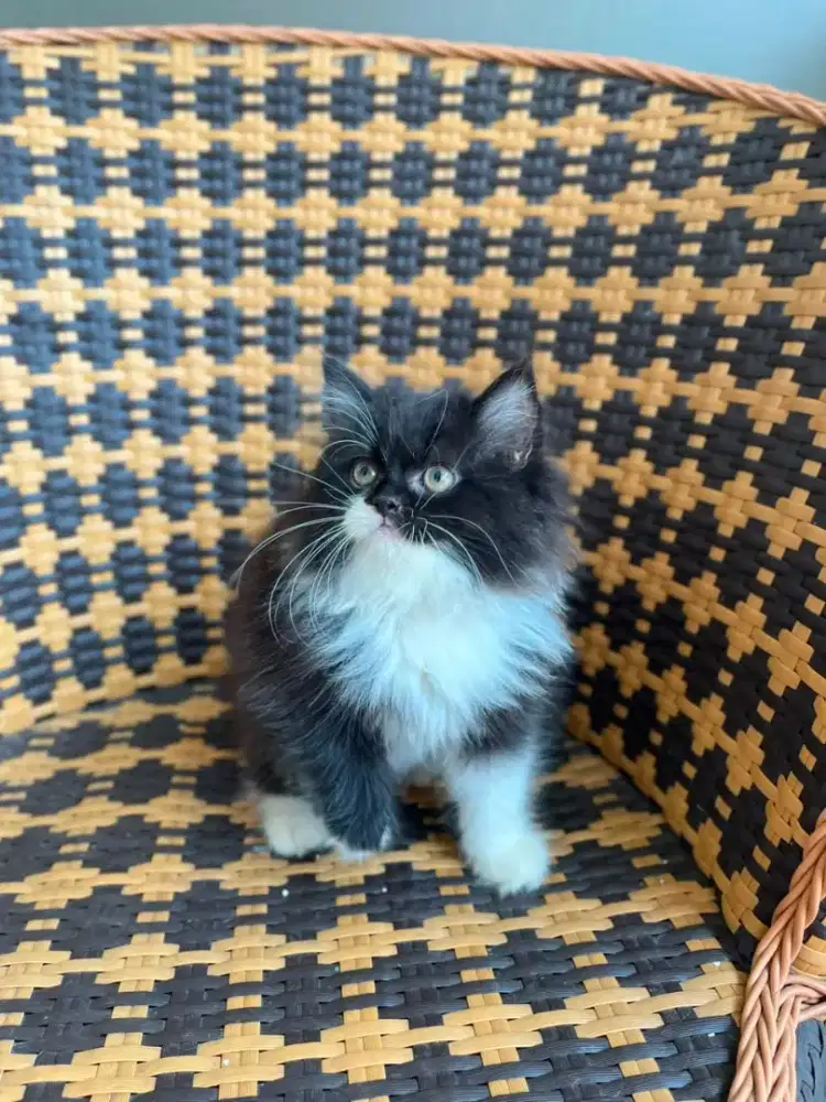Kucing kitten persia flatnose betina