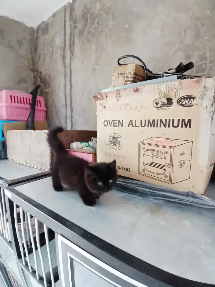 Kucing munchkin jantan