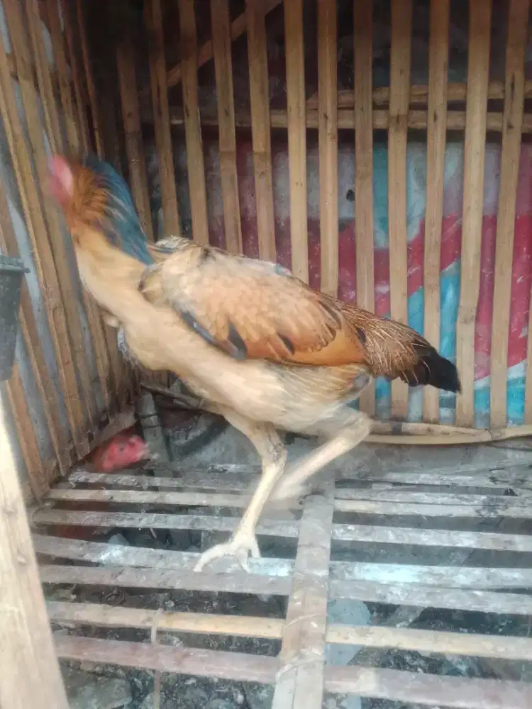 Pny dedera umur 5 BLN LBH jenis pakhoy minta wa