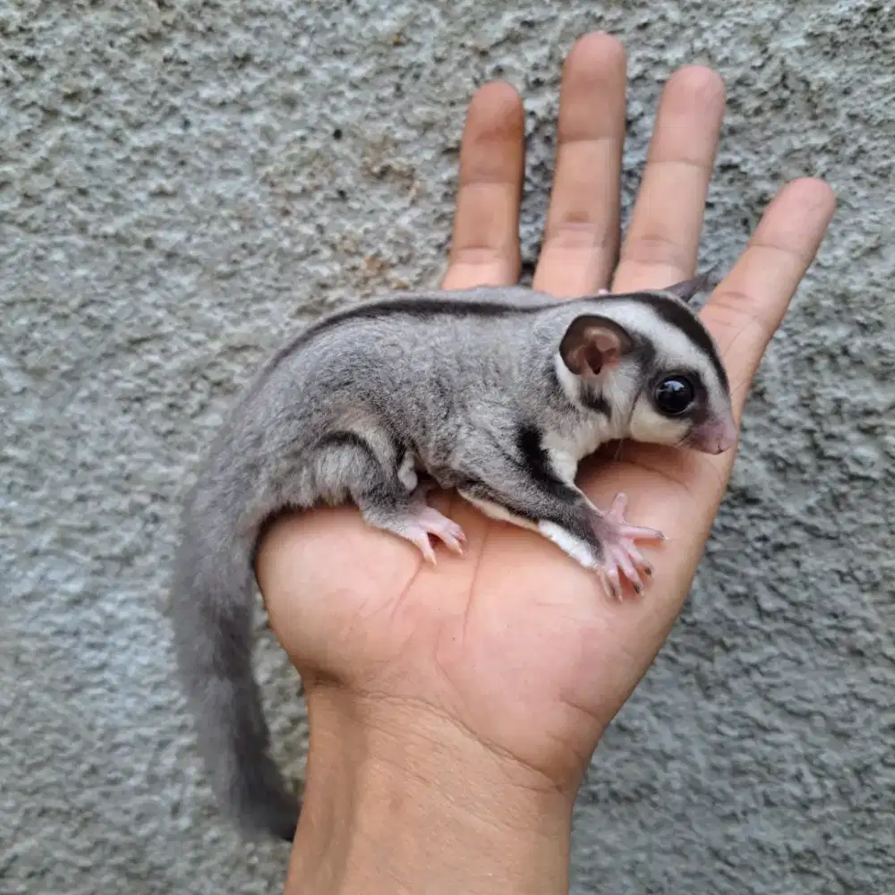 Sugar glider Joey  Classic Grey betina
