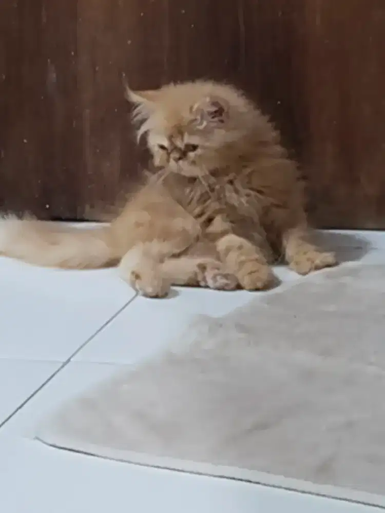 peaknose lucu gemes sehat
