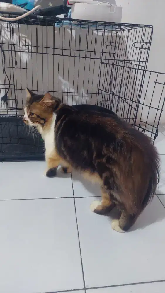 Kucing flatnose x bigbone