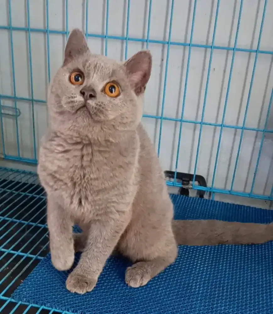 BRITISH SHORTHAIR / BSH