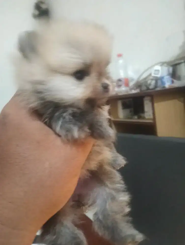 Minipom Betina size kecil