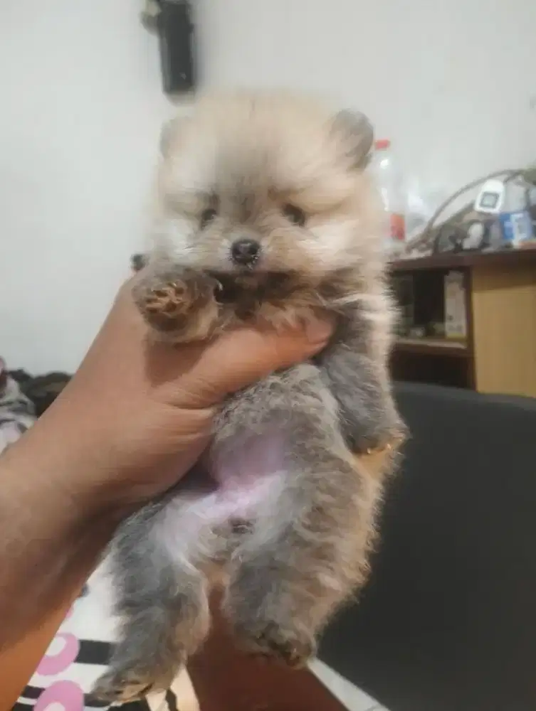 Minipom Betina size kecil