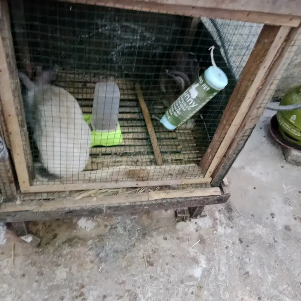Di jual indukan kelinci