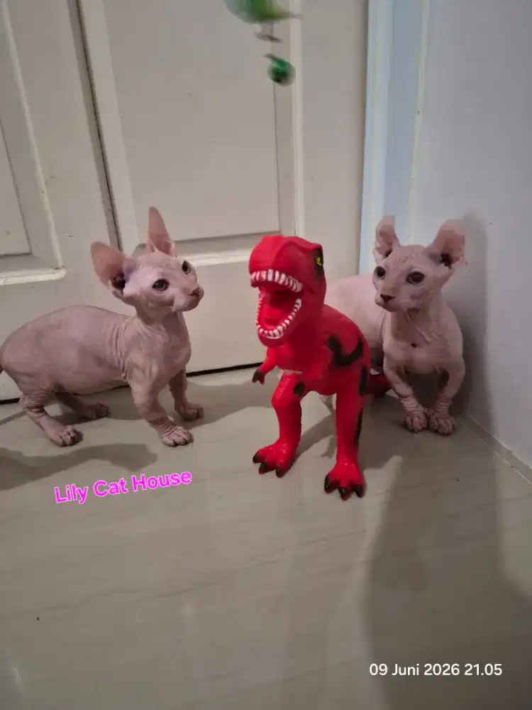 Bambino dan Dwelf Jantan 4 bulan