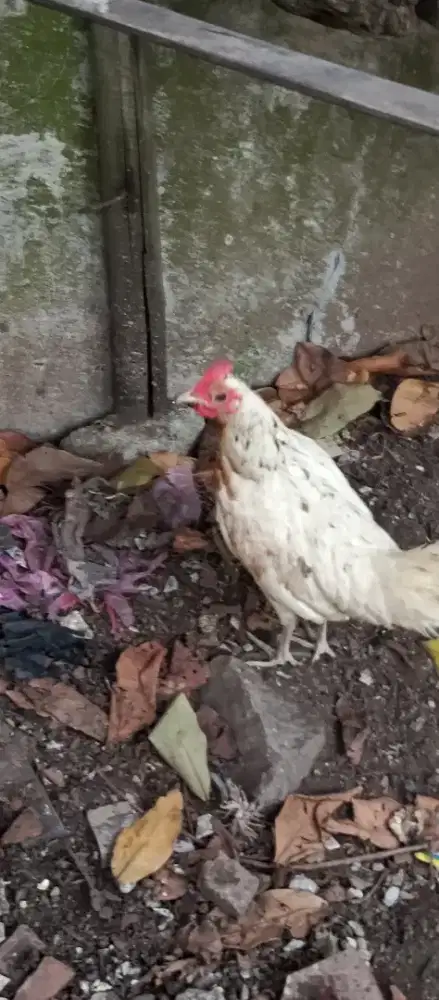 Ayam ketawa biangan