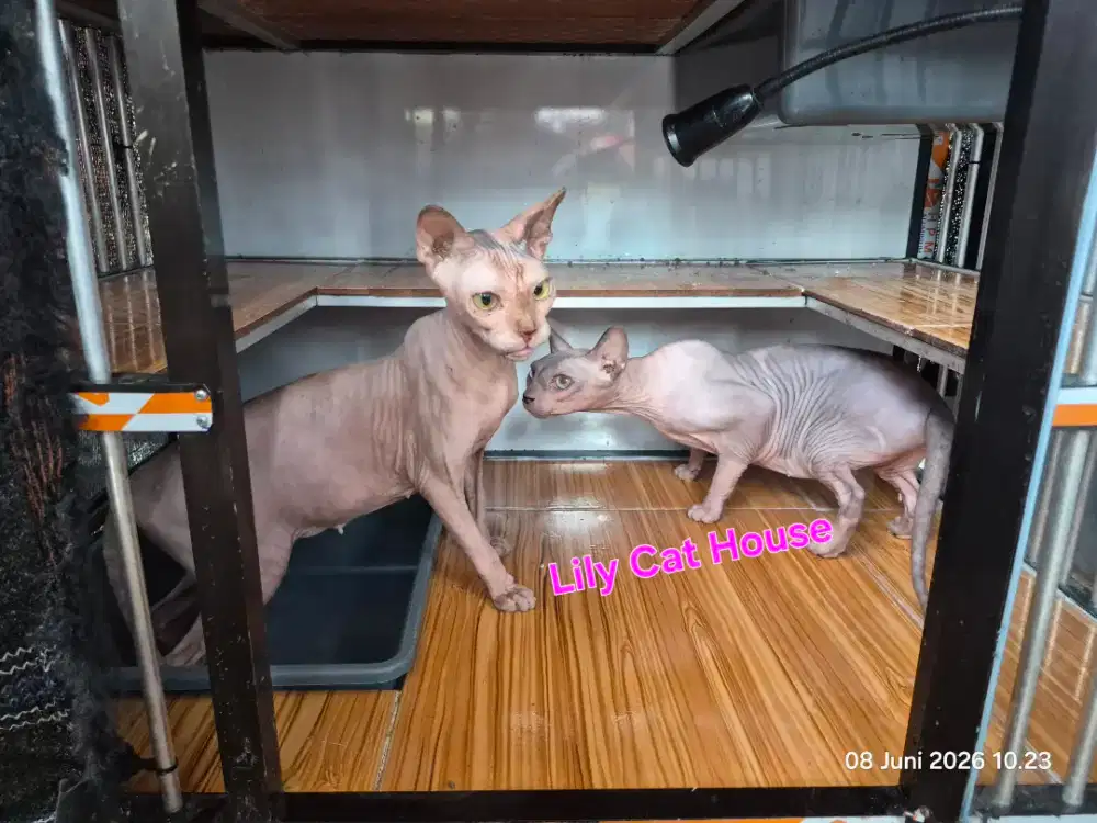 Indukan Sphynx *Bambino NS