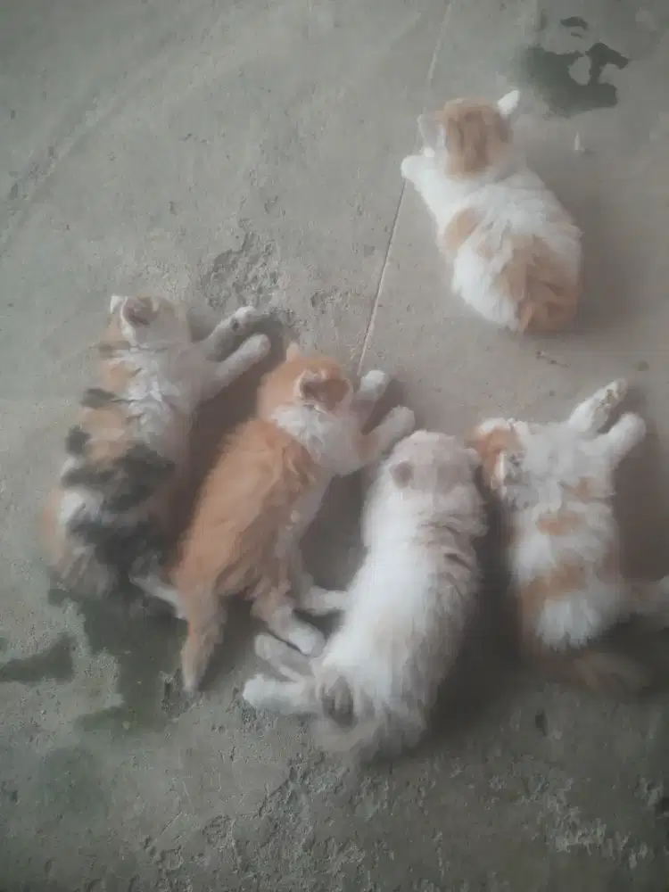 Lepas adop anak kucing