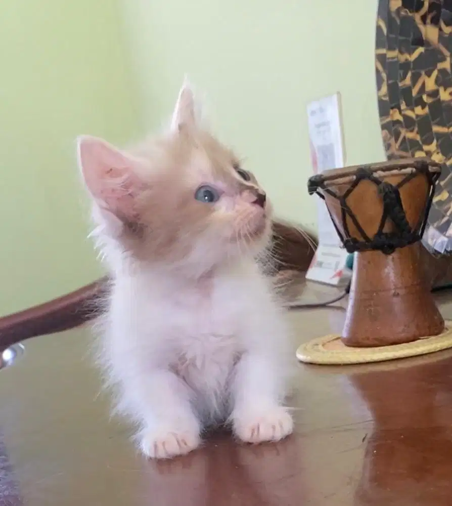 kucing munchkin betina free 1 ns jantan