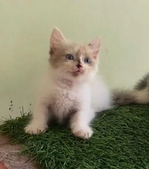 kucing munchkin betina free 1 ns jantan