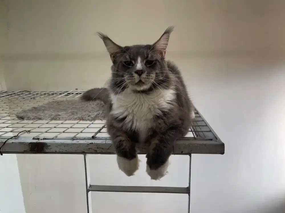 Mainecoon jantan, MC pure line CFA
