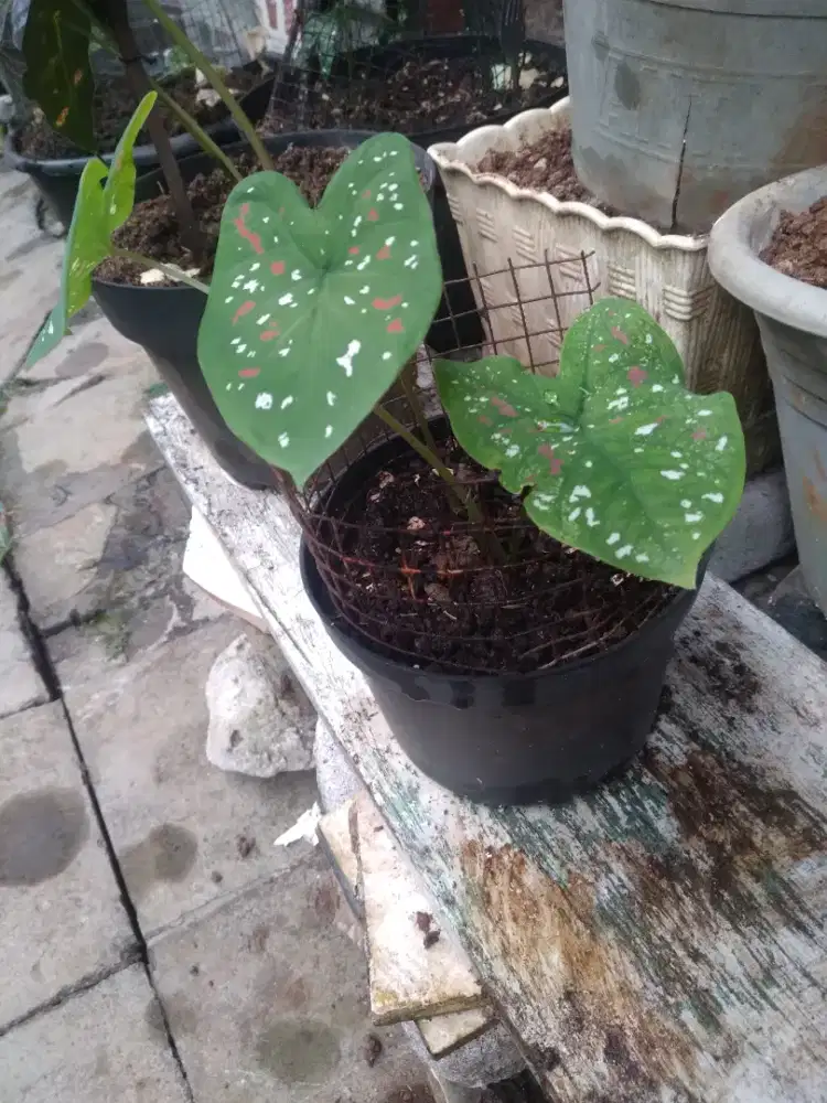 Caladium bi Color usia 3'bulan