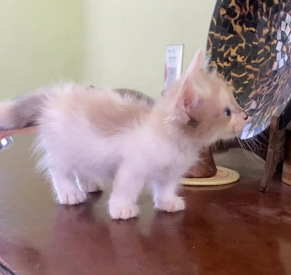 Kucing munchkin betina free 1 ns jantan