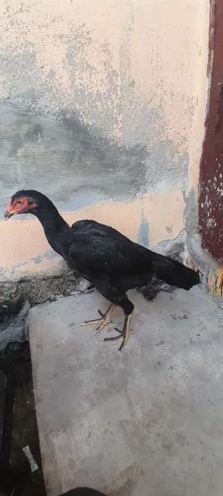 Ayam betina pakoy