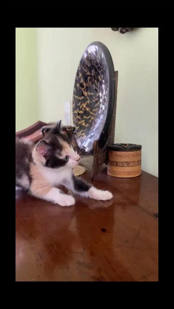 Kucing munchkin ns betina