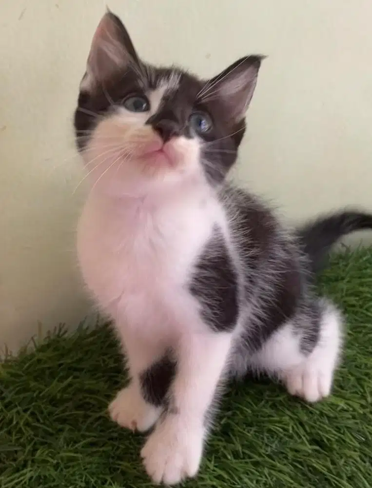 Kucing munchkin ns betina