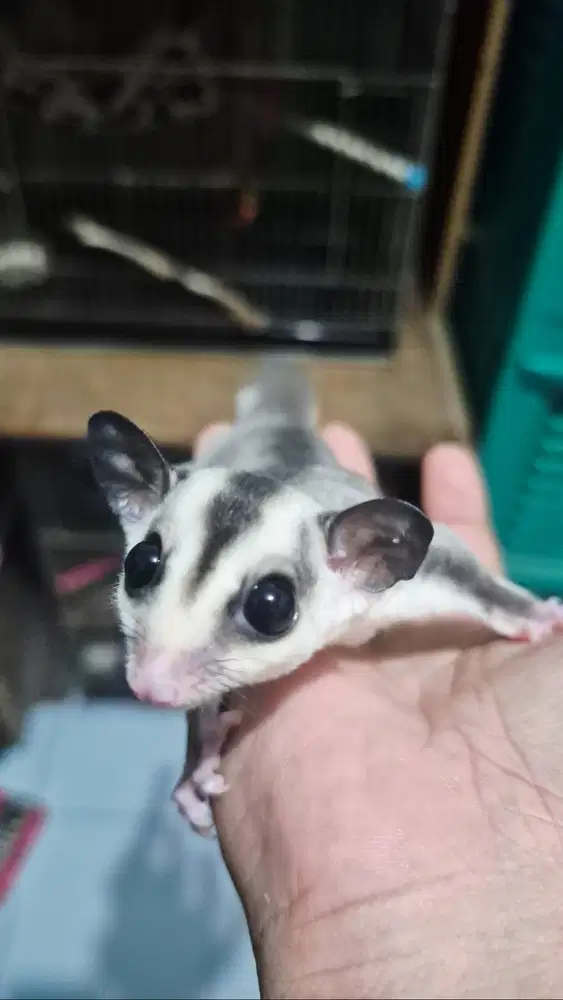 Sugar Glider Joey White Face