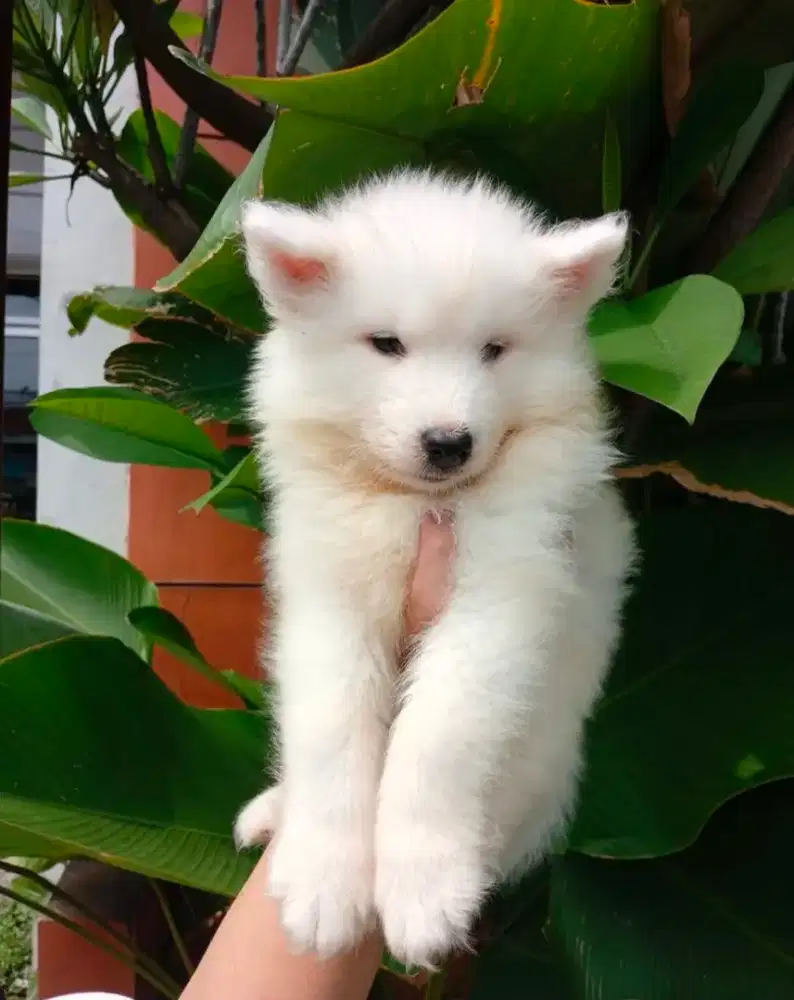 MURAH! ANAK ANJING SAMOYED 2 BULAN STAMBUM, VAKSIN, CHIP. HIGH QUALITY