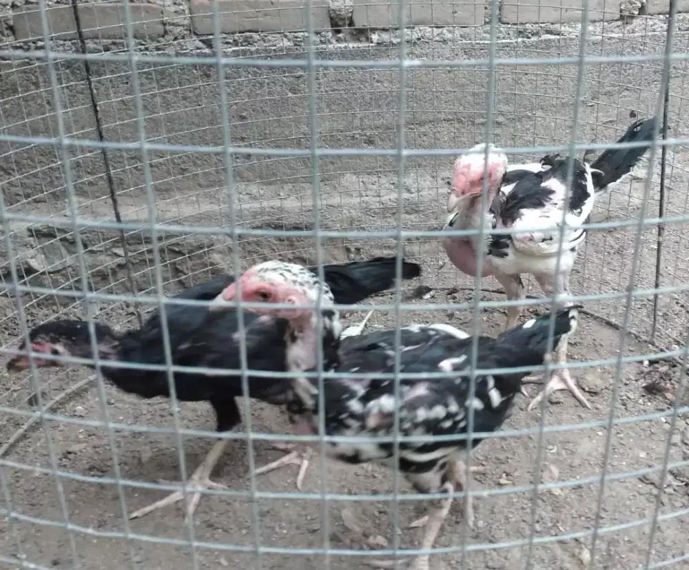Jual tiga ekor ankkn ayam pakhyo umur 3 bulan