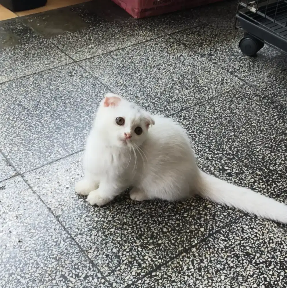 BSH Gaelic/Munchkin Rug Hugger/Scottish fold