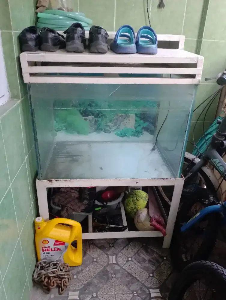 Akuarium aquarium mulus