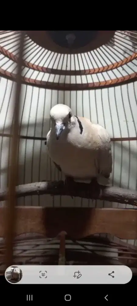 Puter pelung merdu bunyi terus