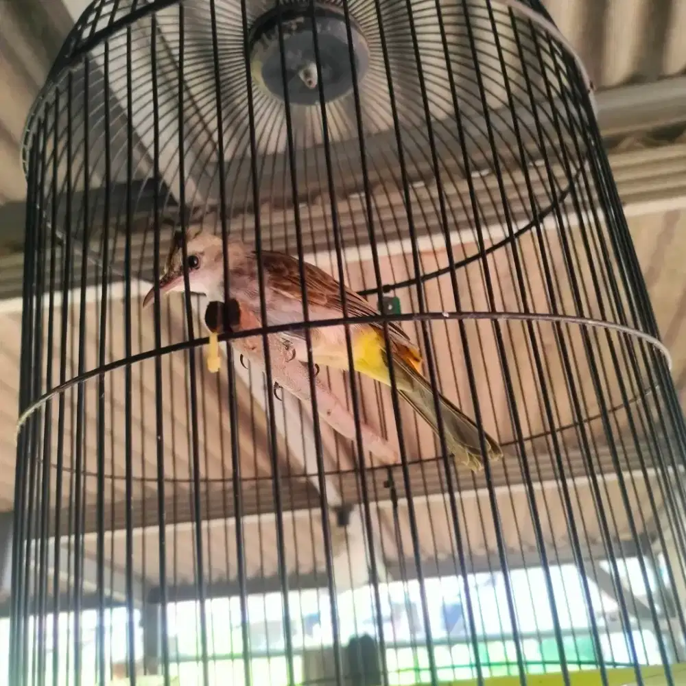 BURUNG TRUCUK JINAK